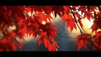 冬之蝉在线观看,冬日里的温暖旋律,在线观看感动瞬间 第2张 冬之蝉在线观看,冬日里的温暖旋律,在线观看感动瞬间 第2张